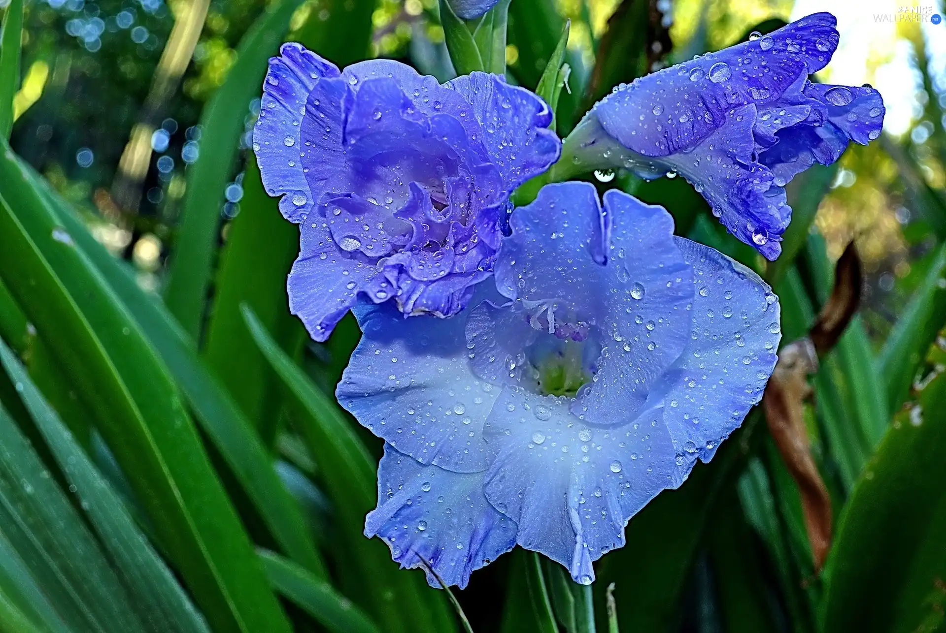 gladiolus, Colourfull Flowers, blue