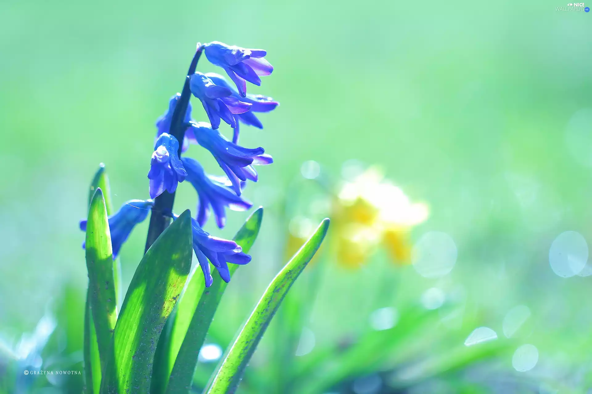 Colourfull Flowers, hyacinth, blue