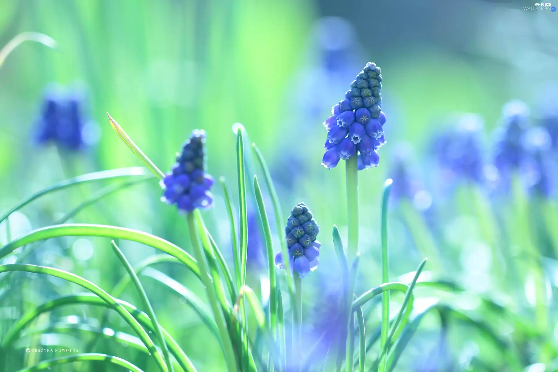 Colourfull Flowers, Muscari, blue