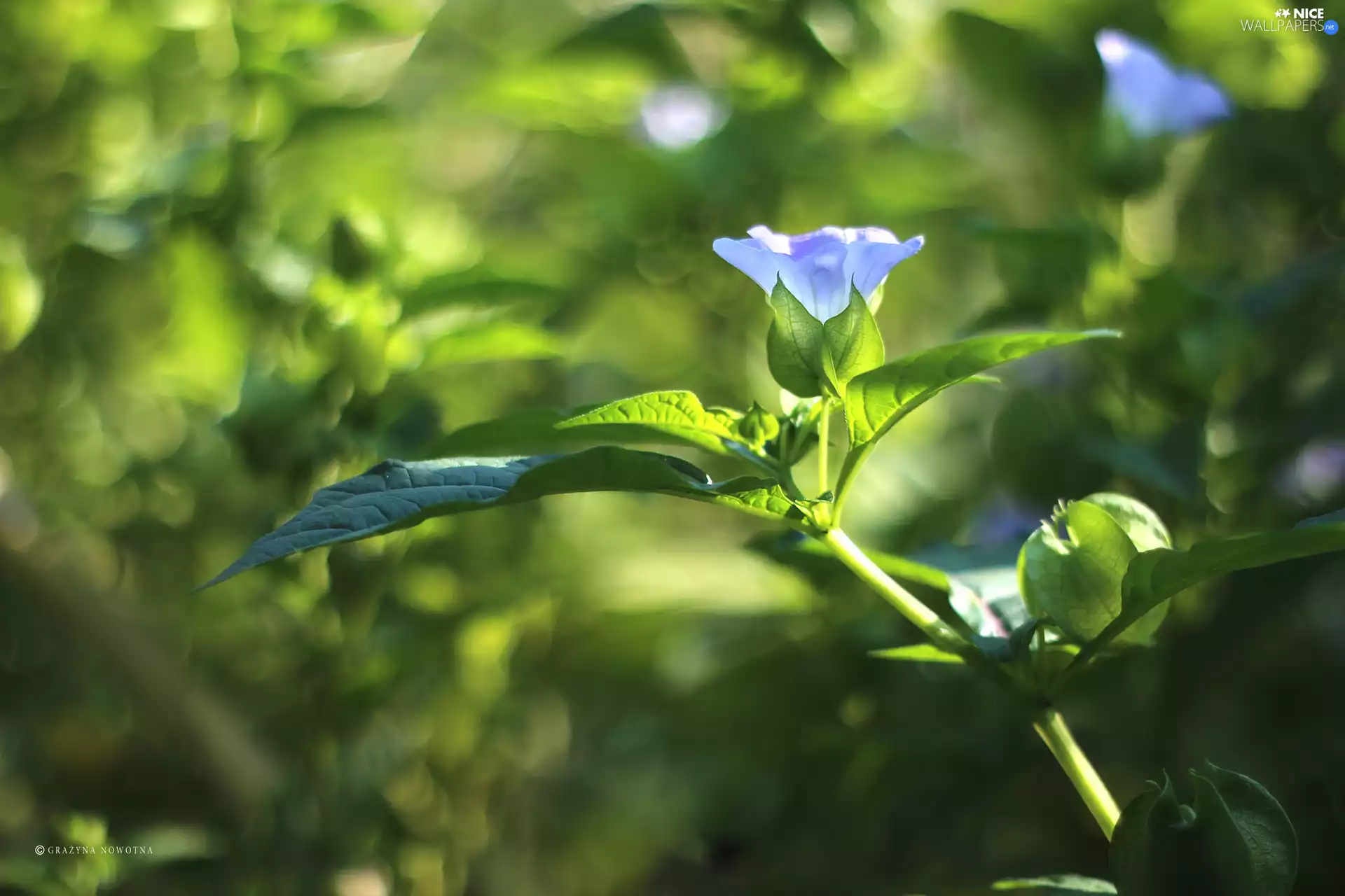 Colourfull Flowers, plant, blue