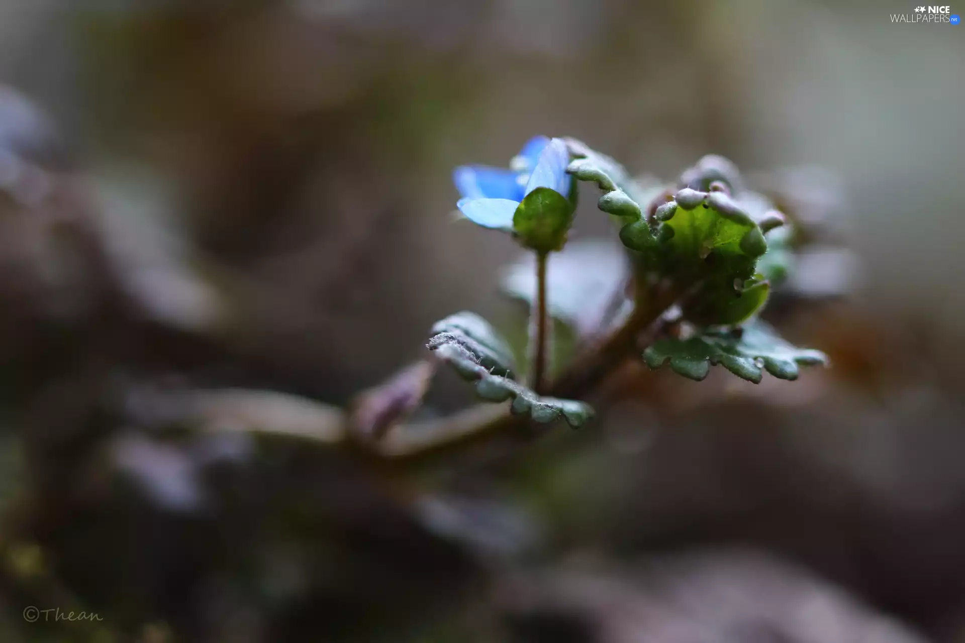 Colourfull Flowers, speedwell, blue