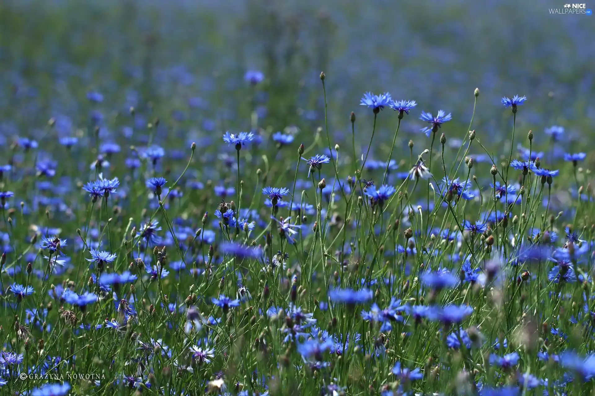 cornflowers, Flowers, Meadow, Blue