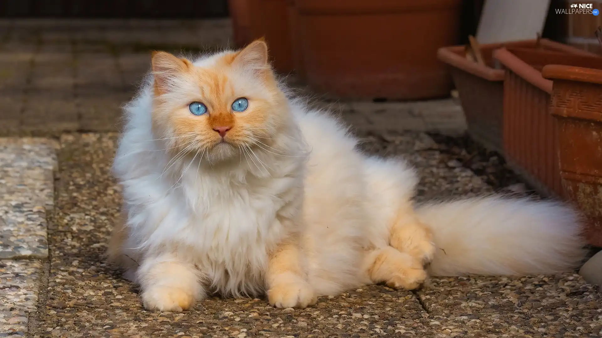 lying, Blue Eyed, cat, ginger