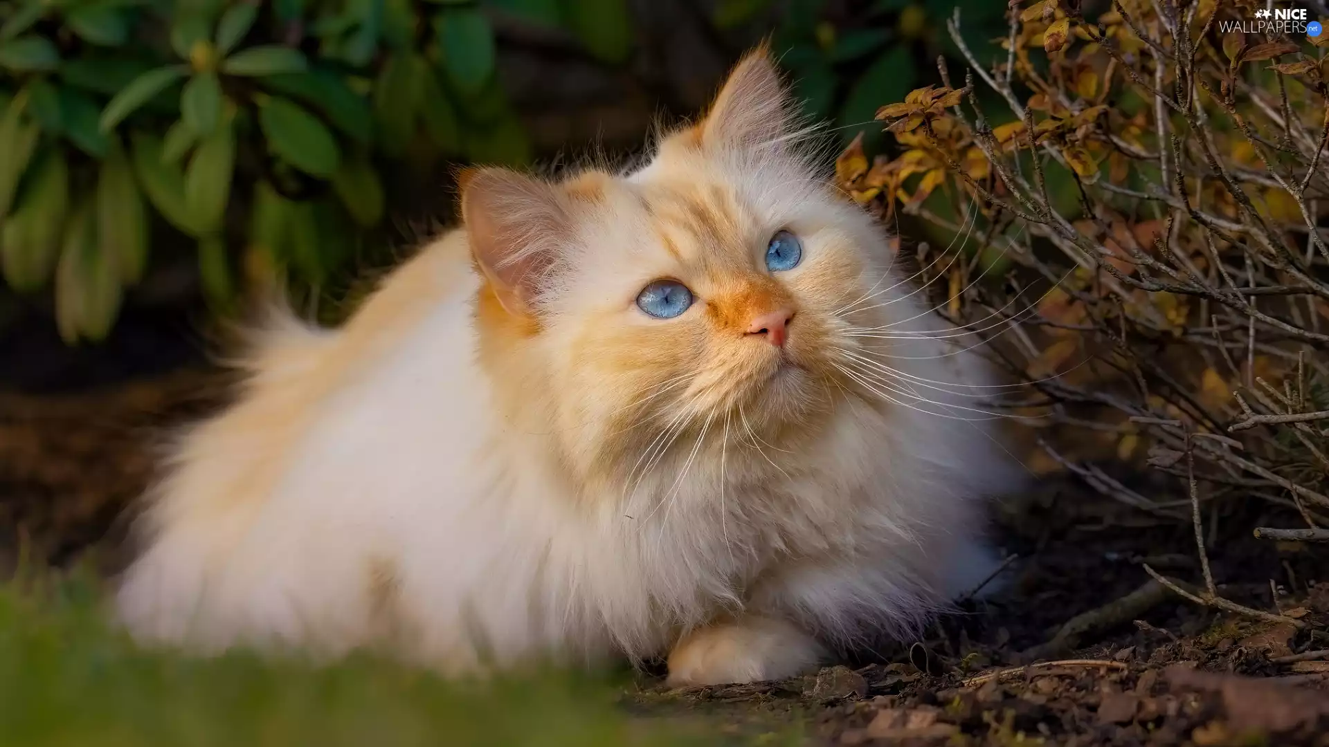lying, Blue Eyed, cat, Reddish