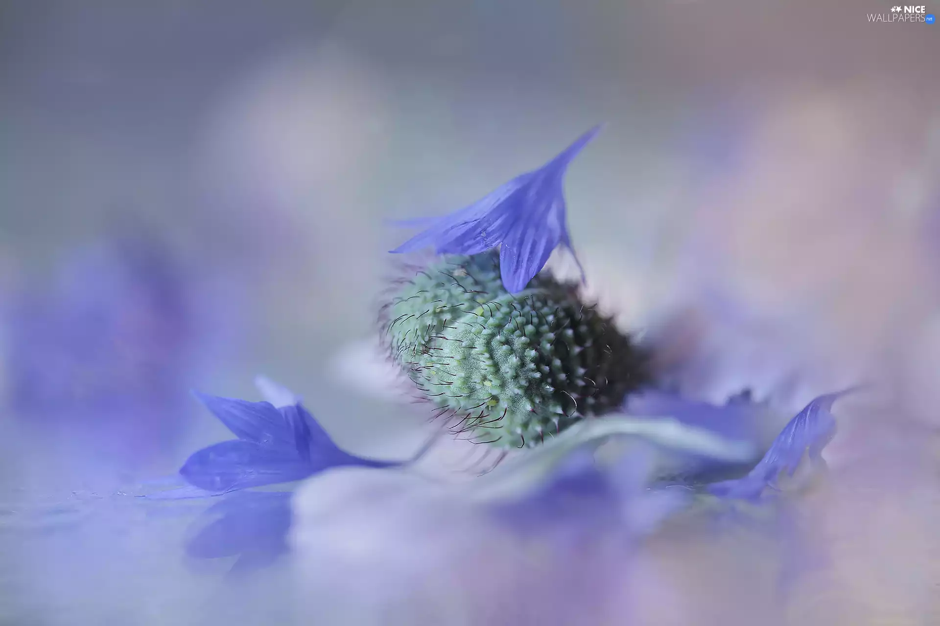 bud, Blue, flakes, red weed