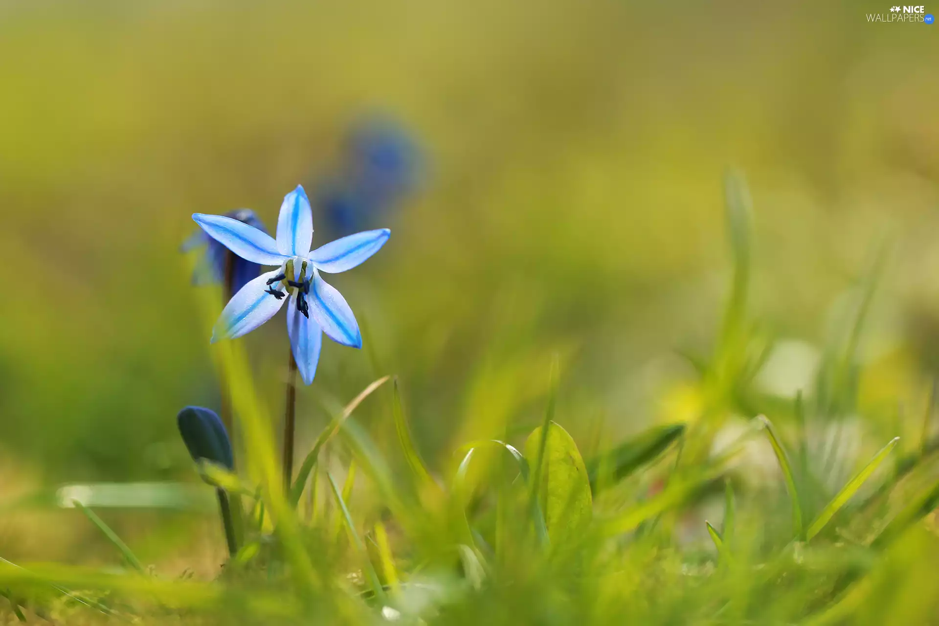 Flower, Siberian squill, blue