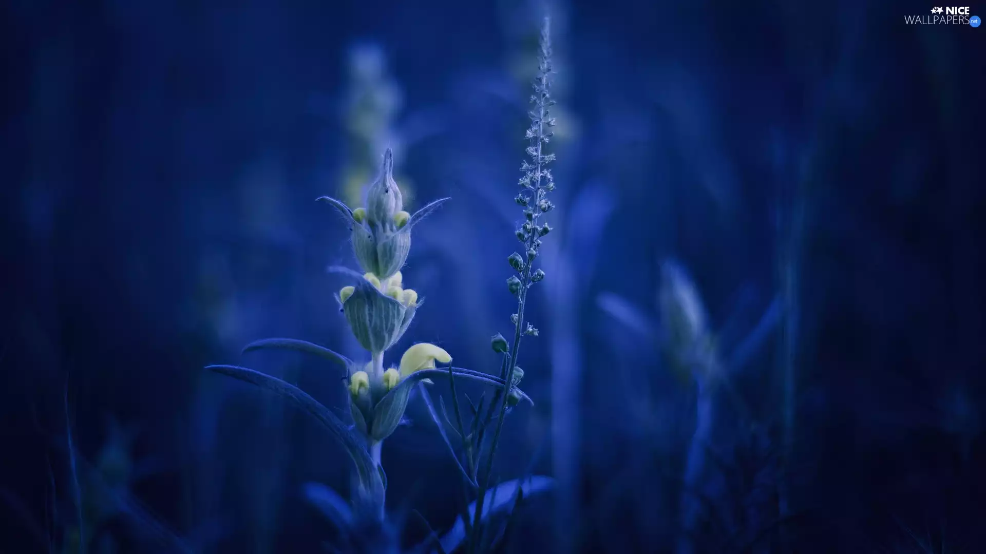 Flowers, fuzzy, background, Blue