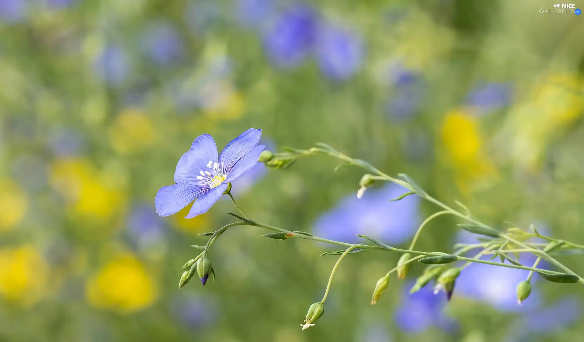 Flowers, linen, Buds, Blue