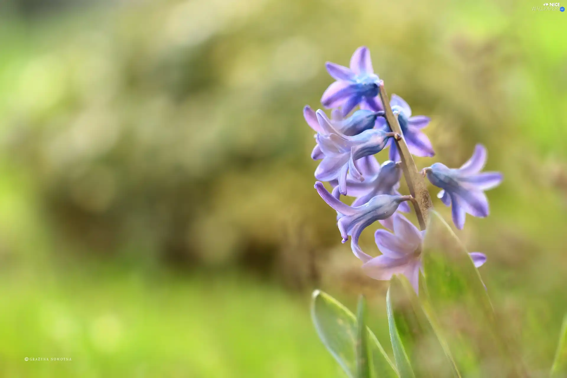 Colourfull Flowers, hyacinth, blue