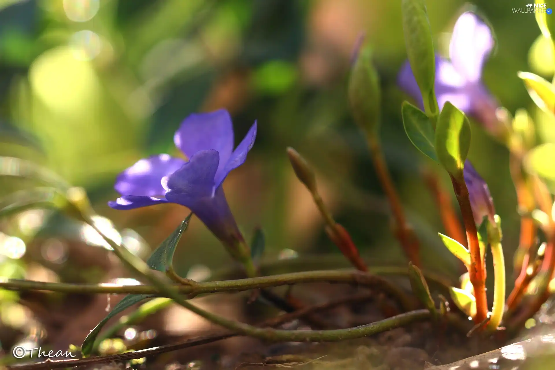 Colourfull Flowers, myrtle, blue