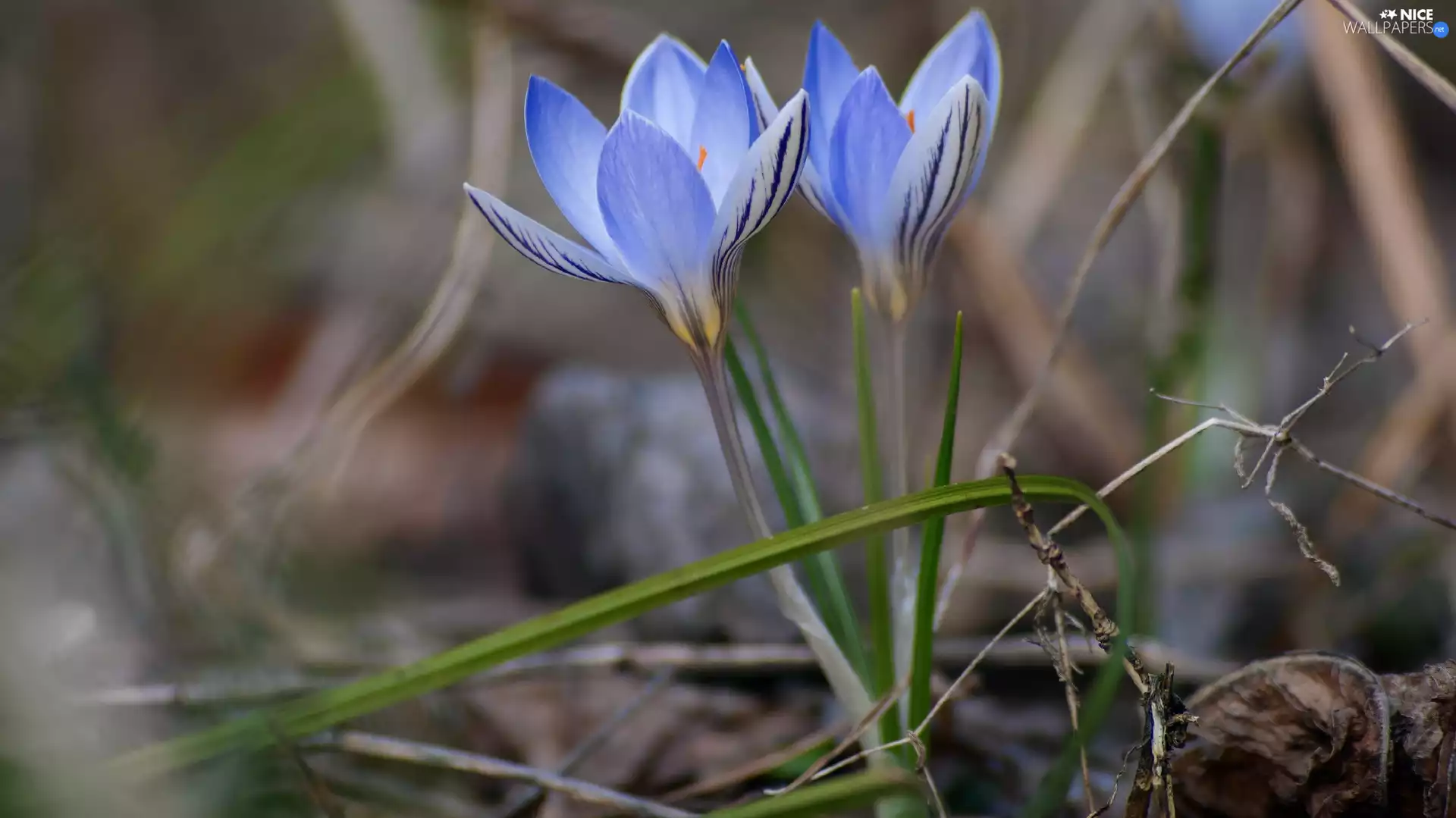 Flowers, crocuses, grass, Blue