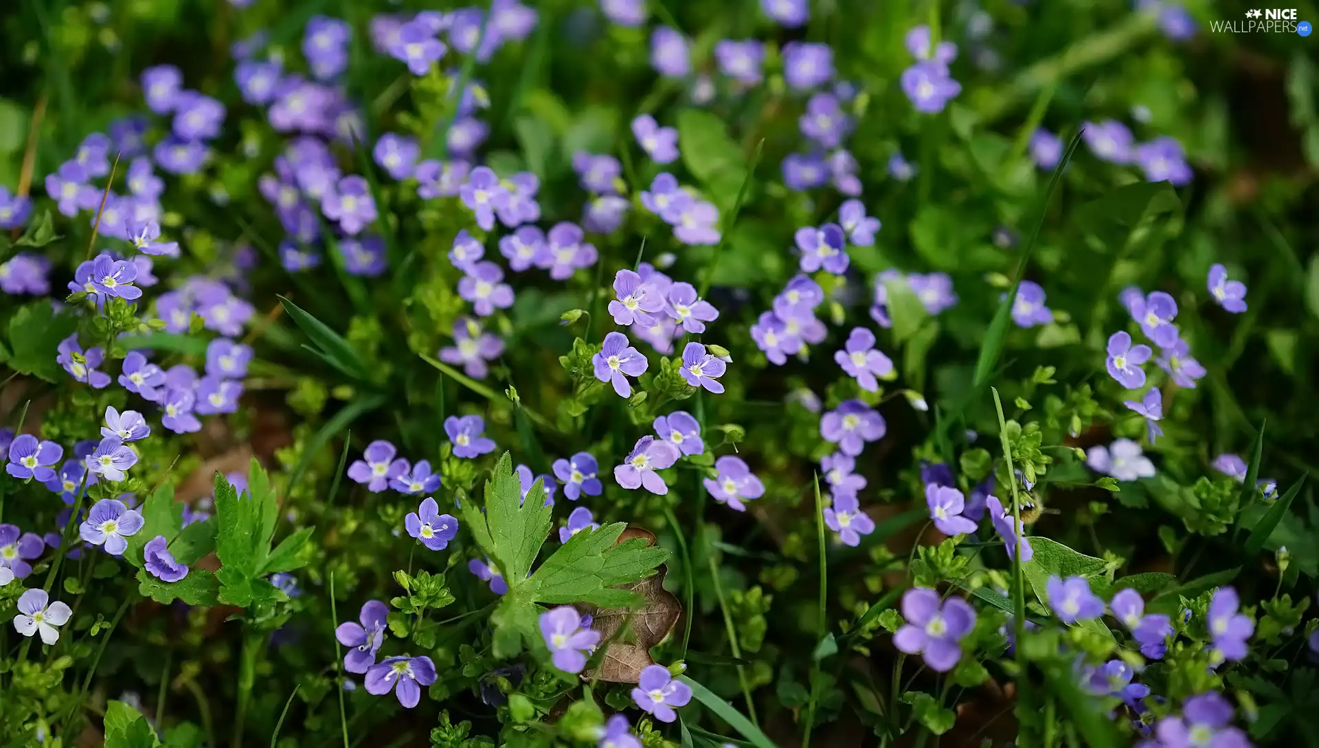 Flowers, speedwell, Leaf, Blue