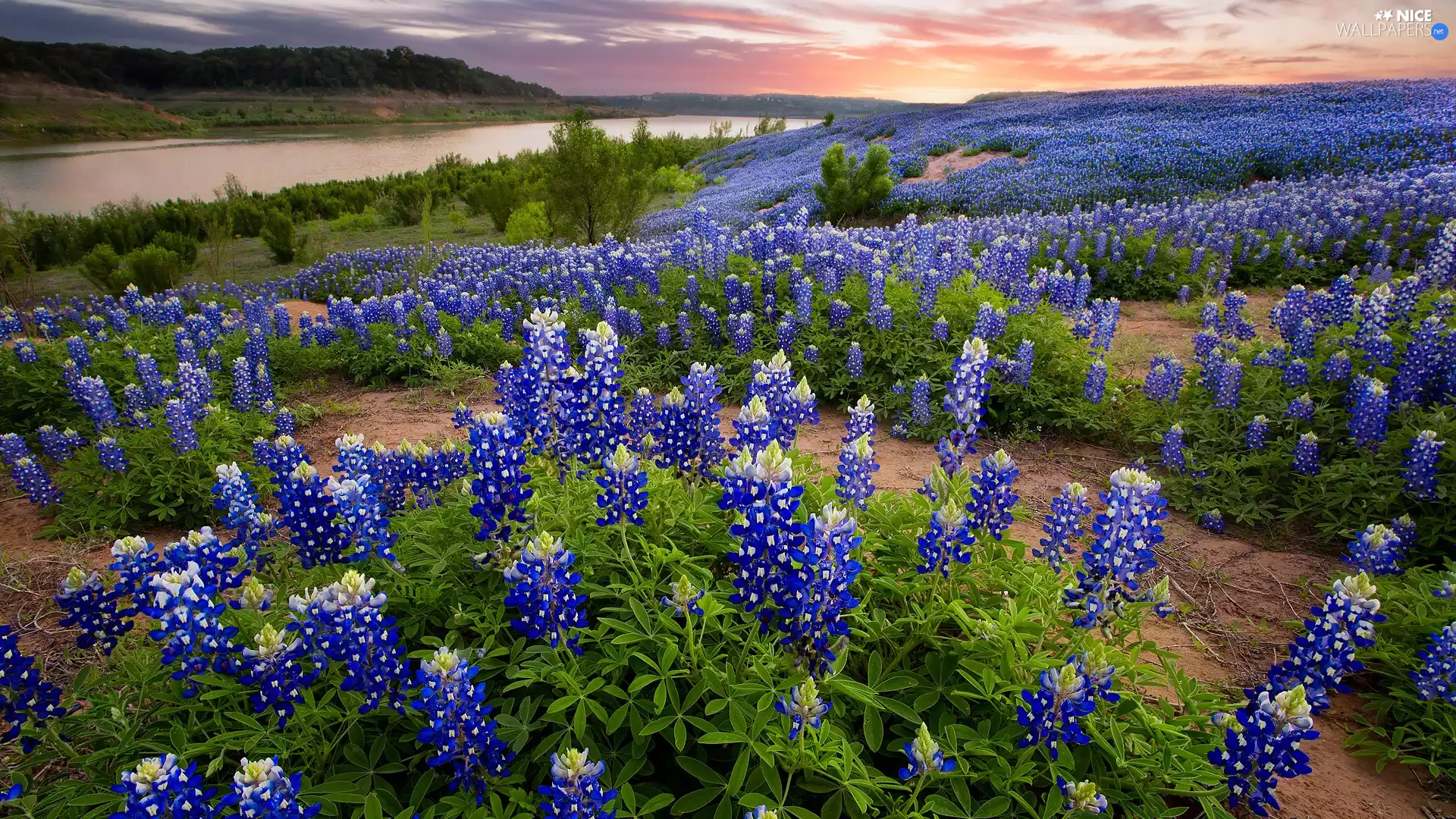 Flowers, lupine, River, blue