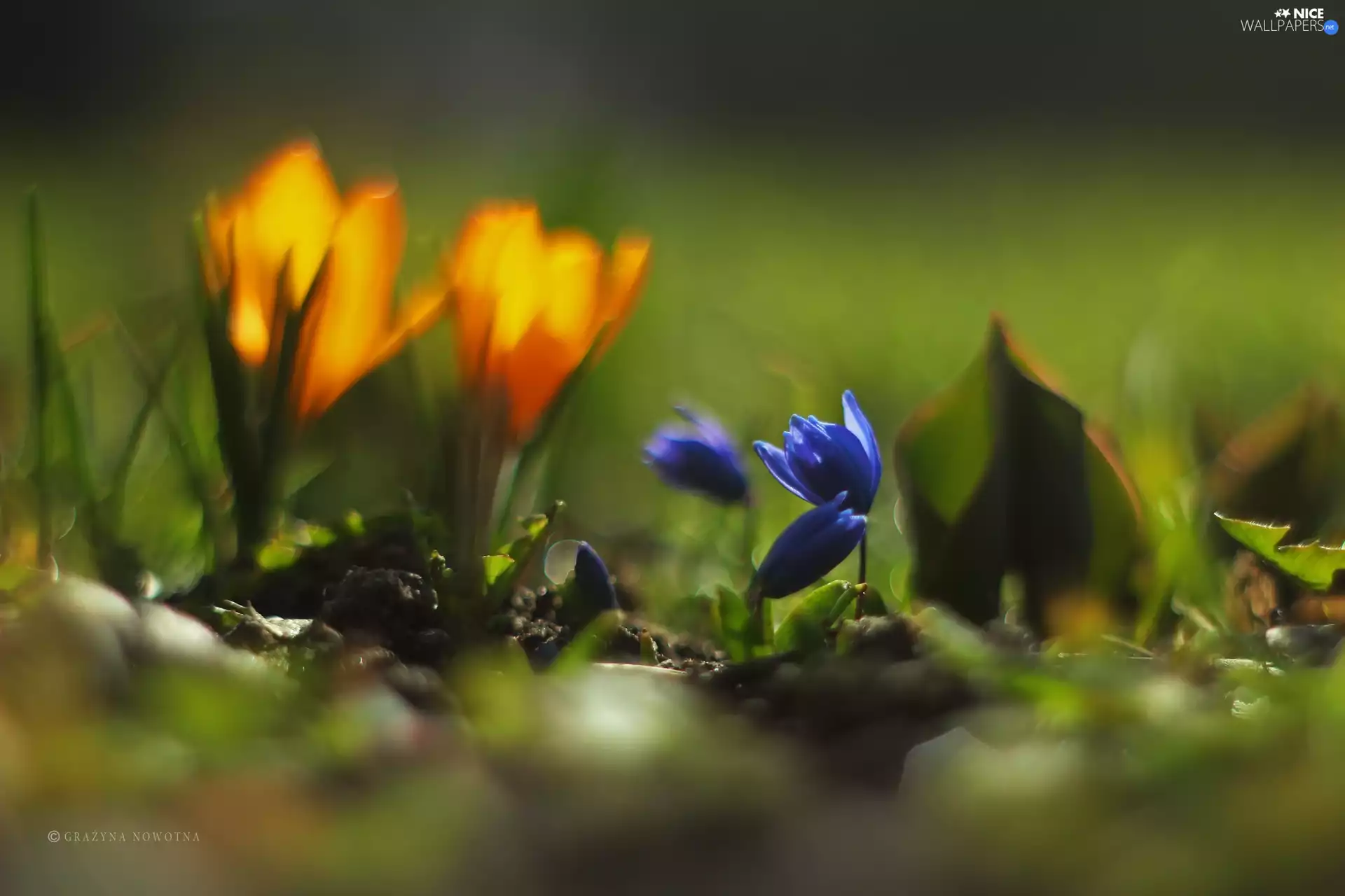 Flowers, Siberian squill, Blue
