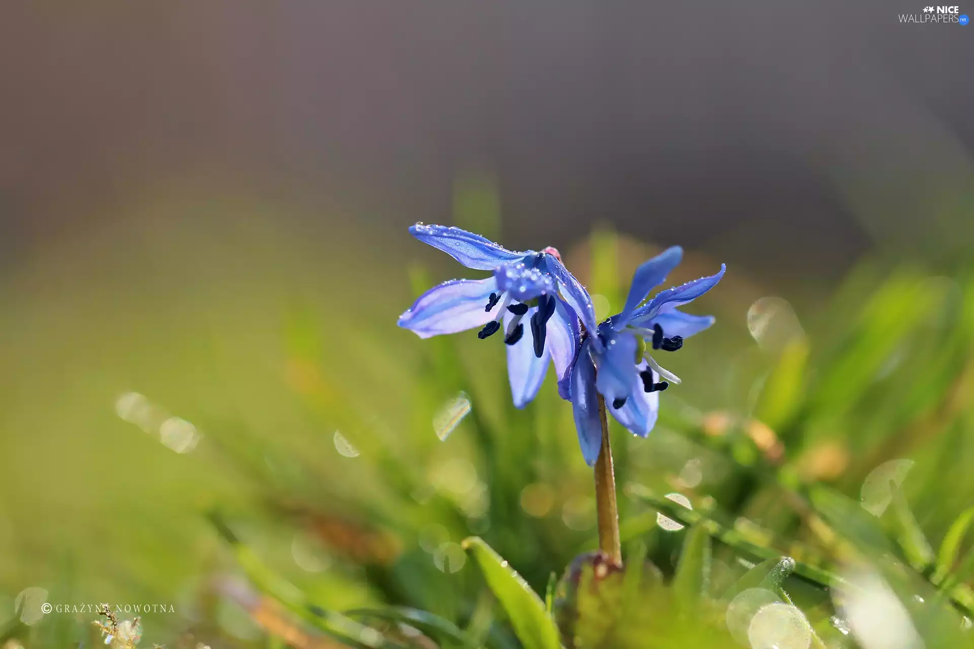 Flowers, Siberian squill, Blue