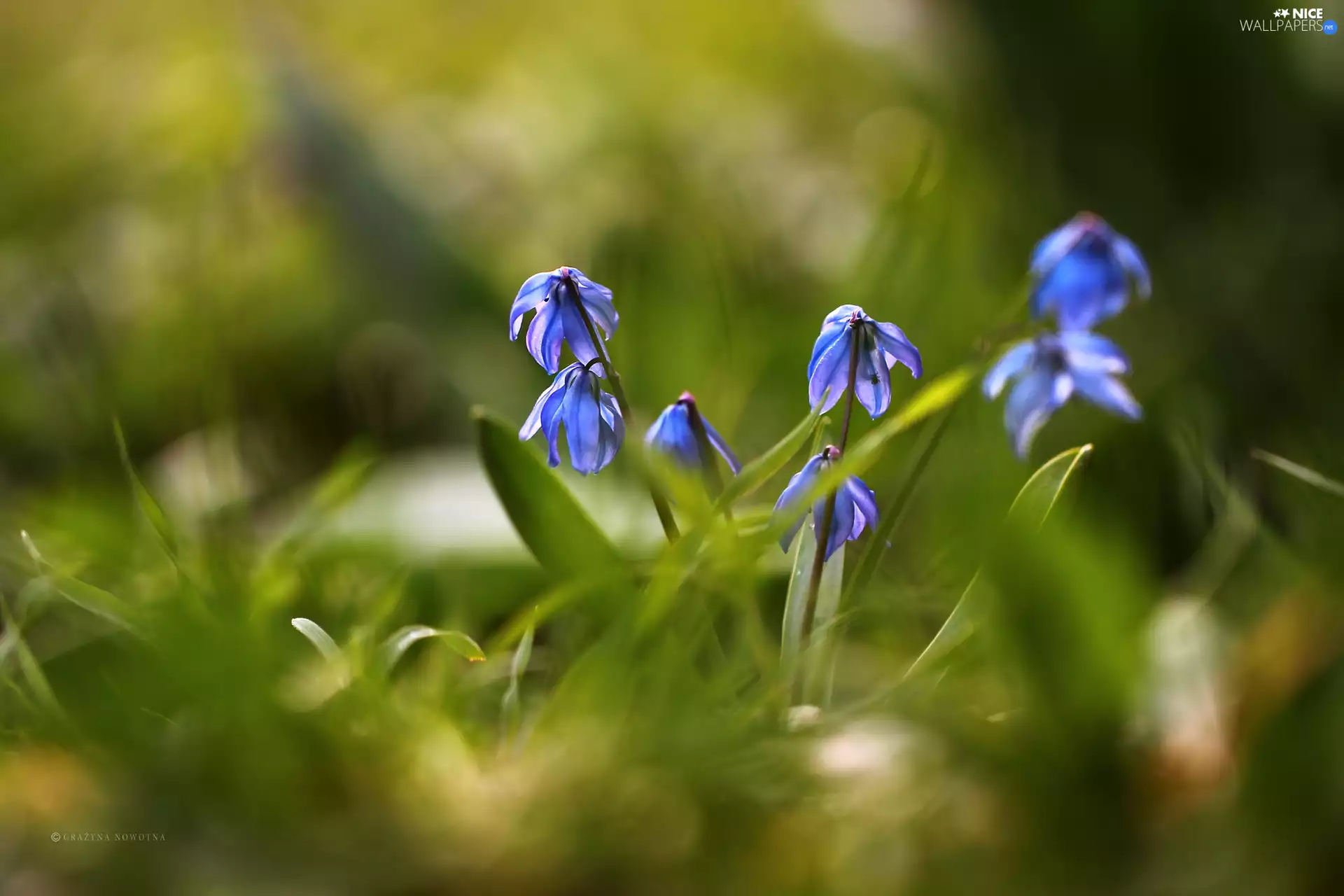 Flowers, Siberian squill, Blue