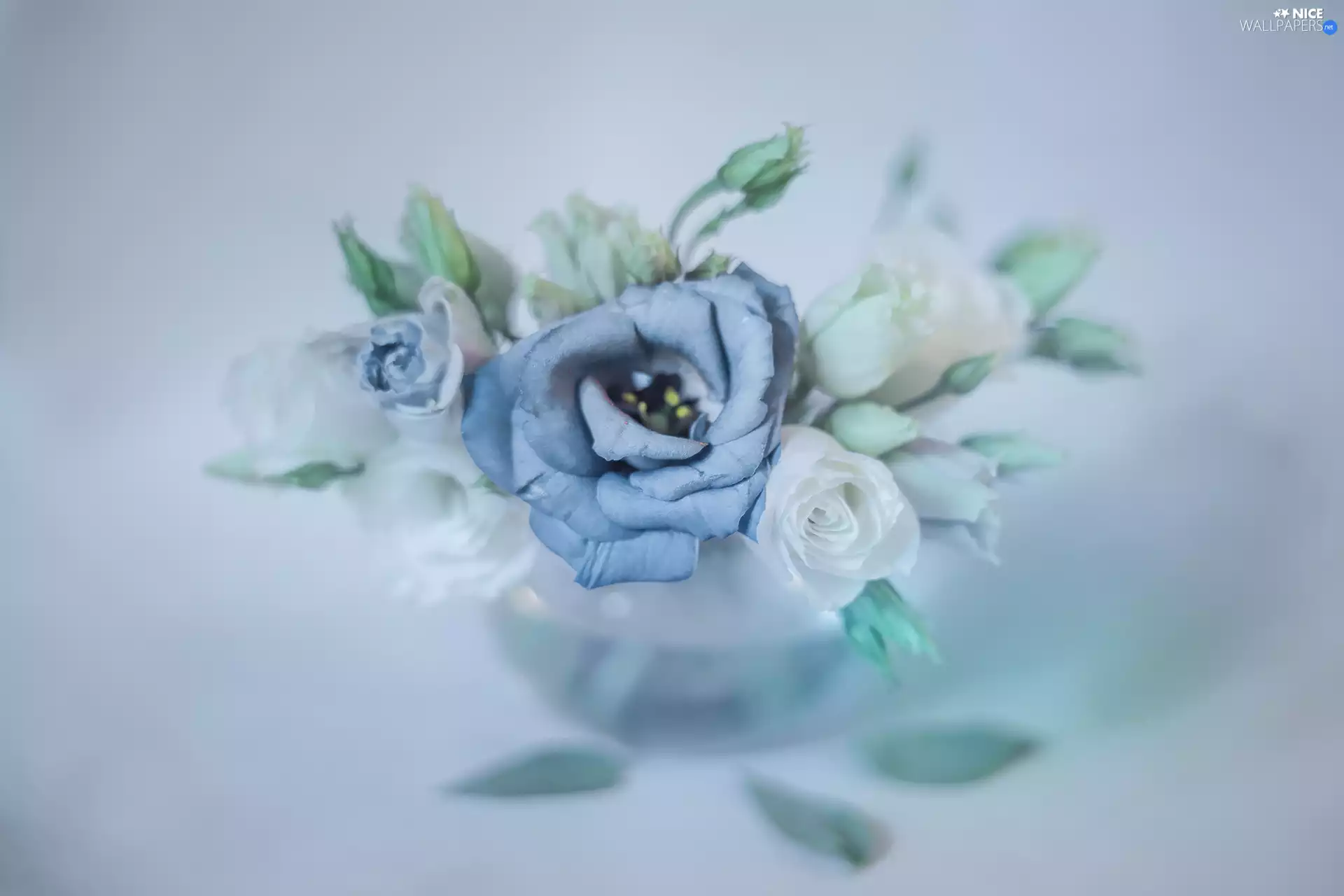 Flowers, White, vase, Blue