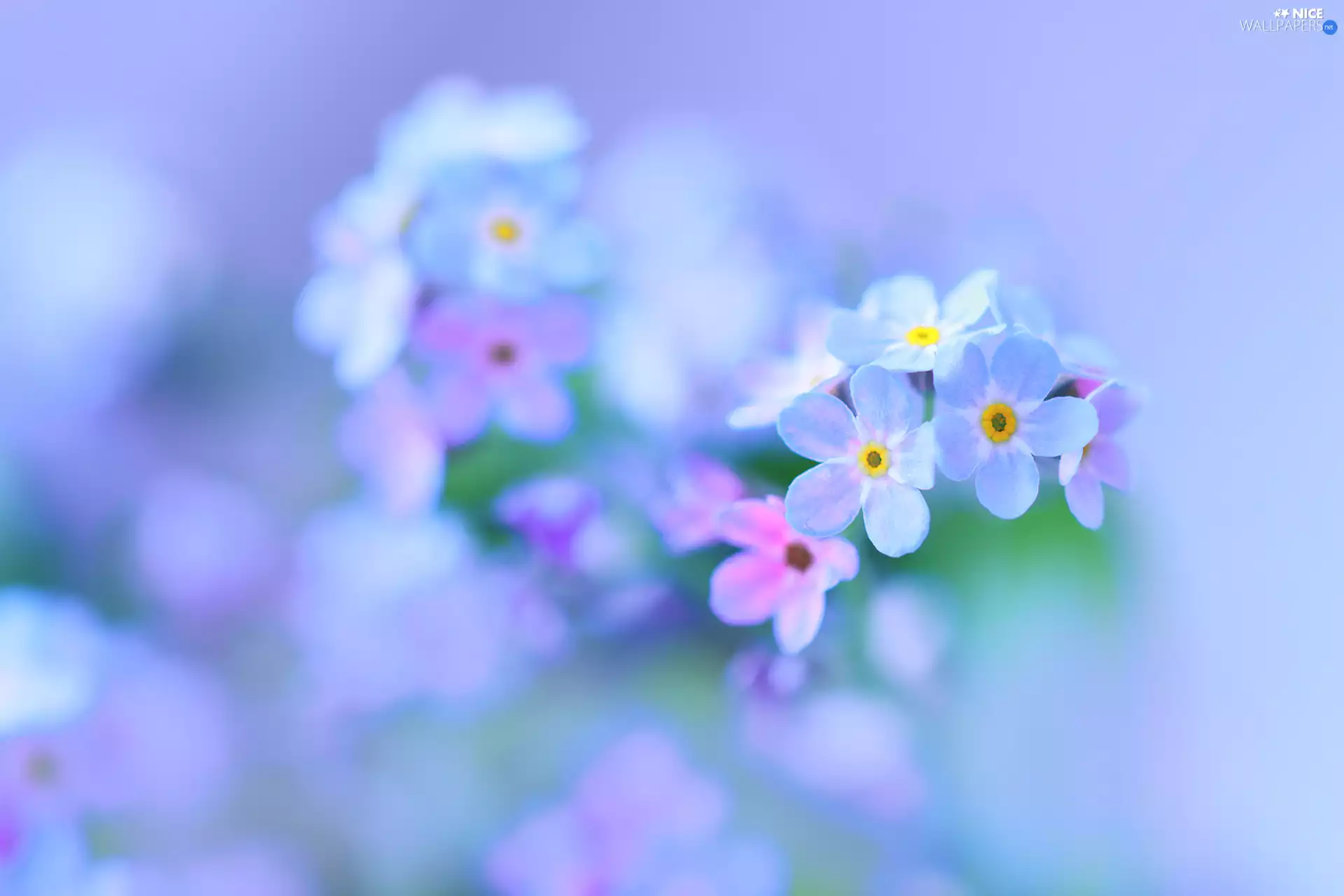 Forget, Flowers, blur, Blue