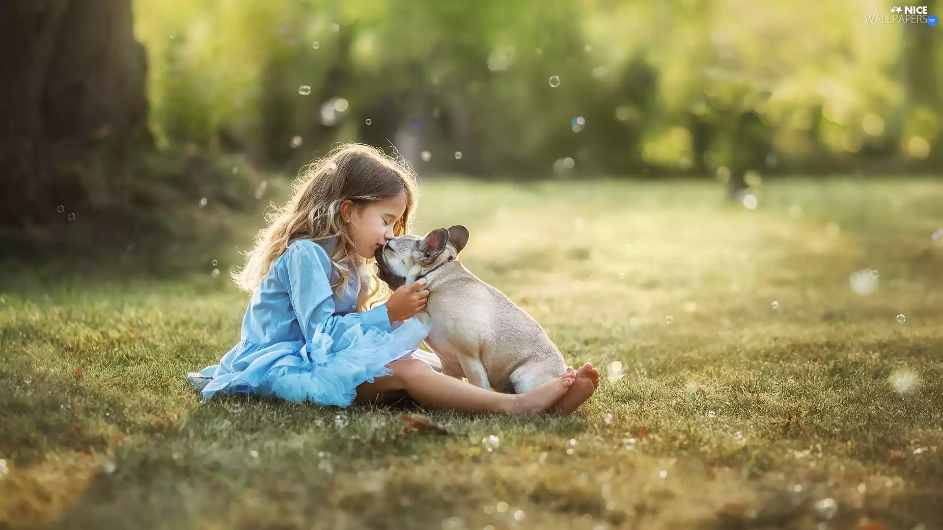 dog, French Bulldog, Blue, dress, girl