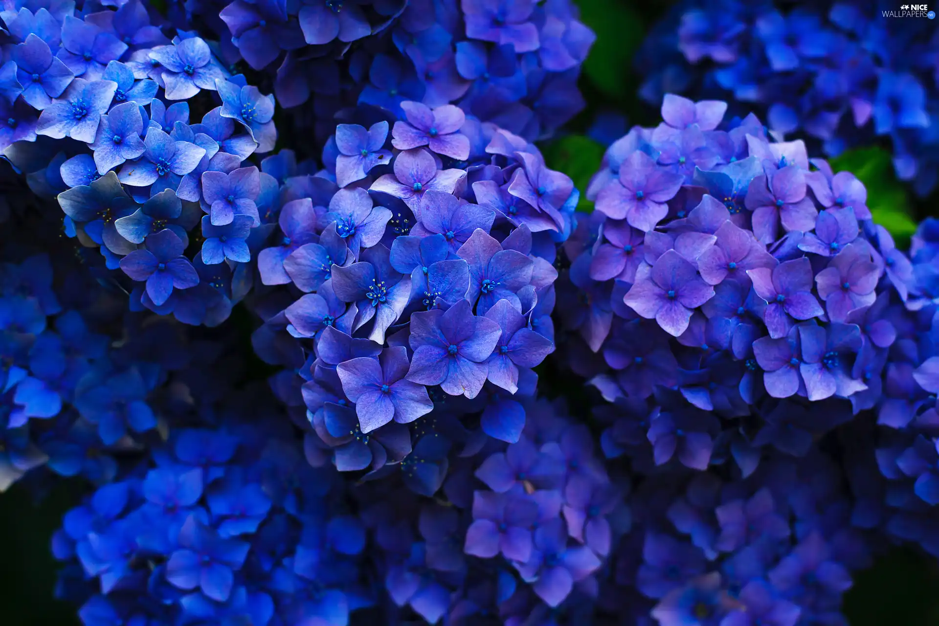 Blue, hydrangeas