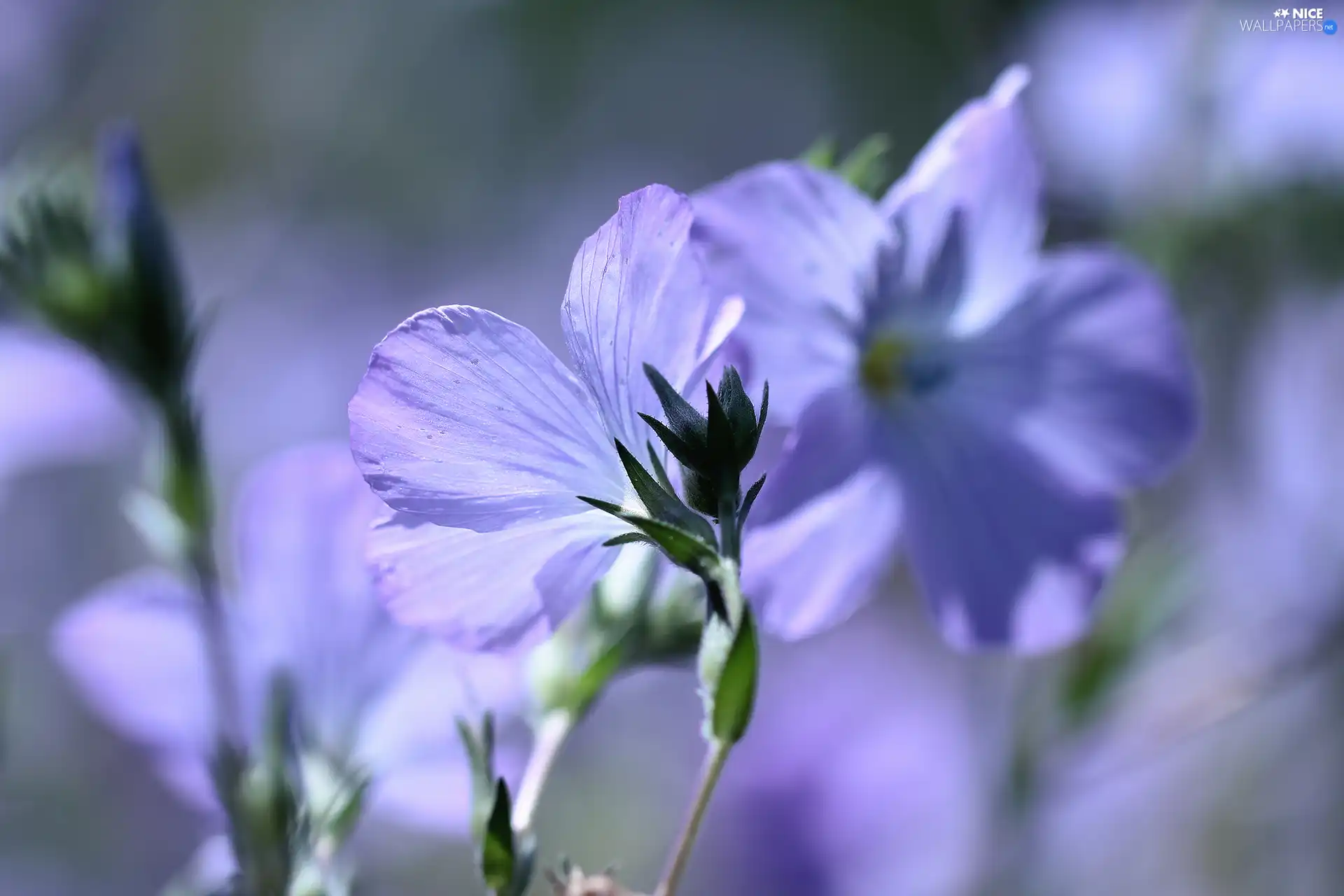 Flowers, Linum Hirsutum, Blue