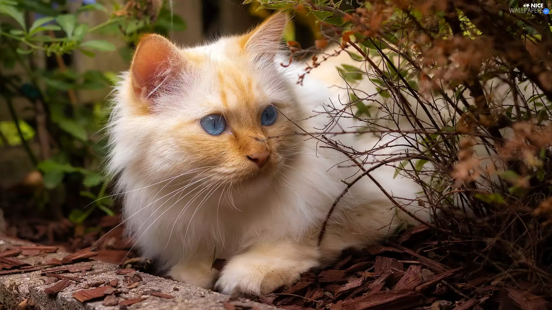 cat, Twigs, Reddish, Blue Eyed, lying