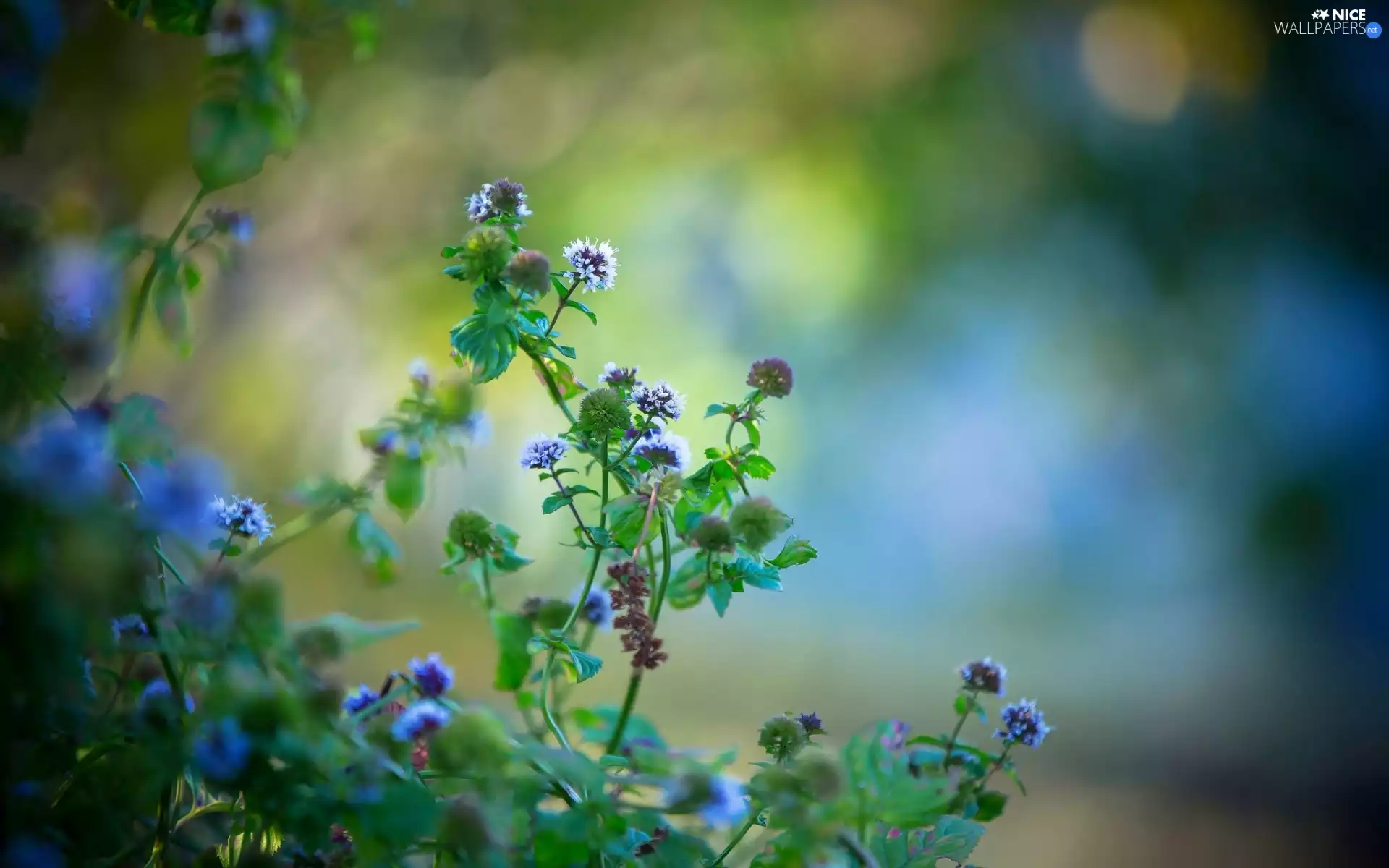 mint, Flowers, Close, Blue