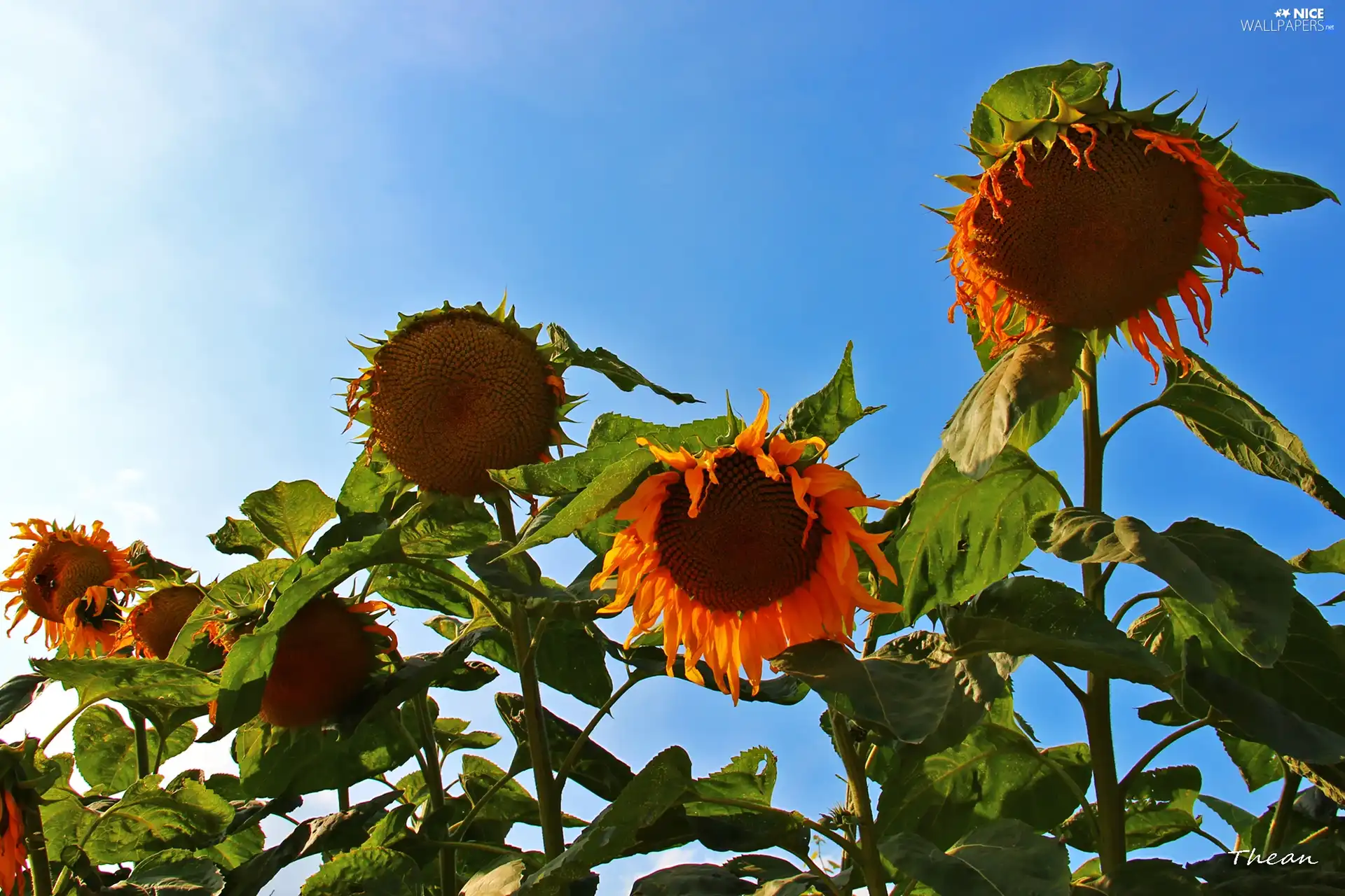 Sky, Nice sunflowers, blue