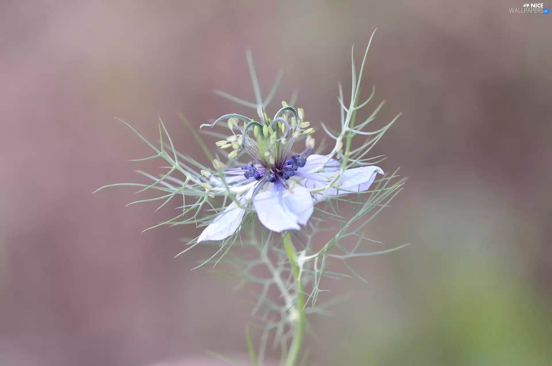Nigella, Colourfull Flowers, Blue