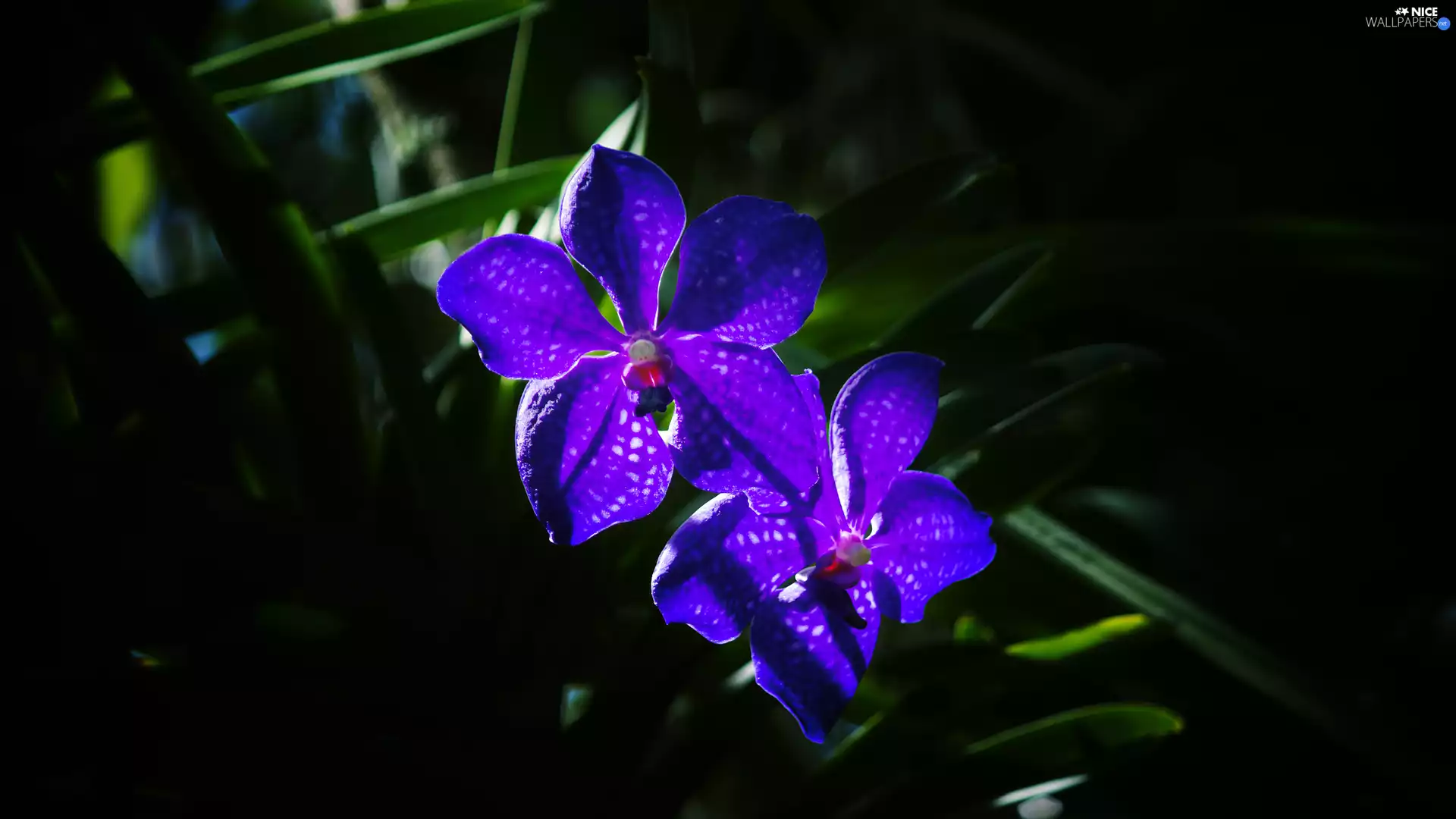 Blue, orchid