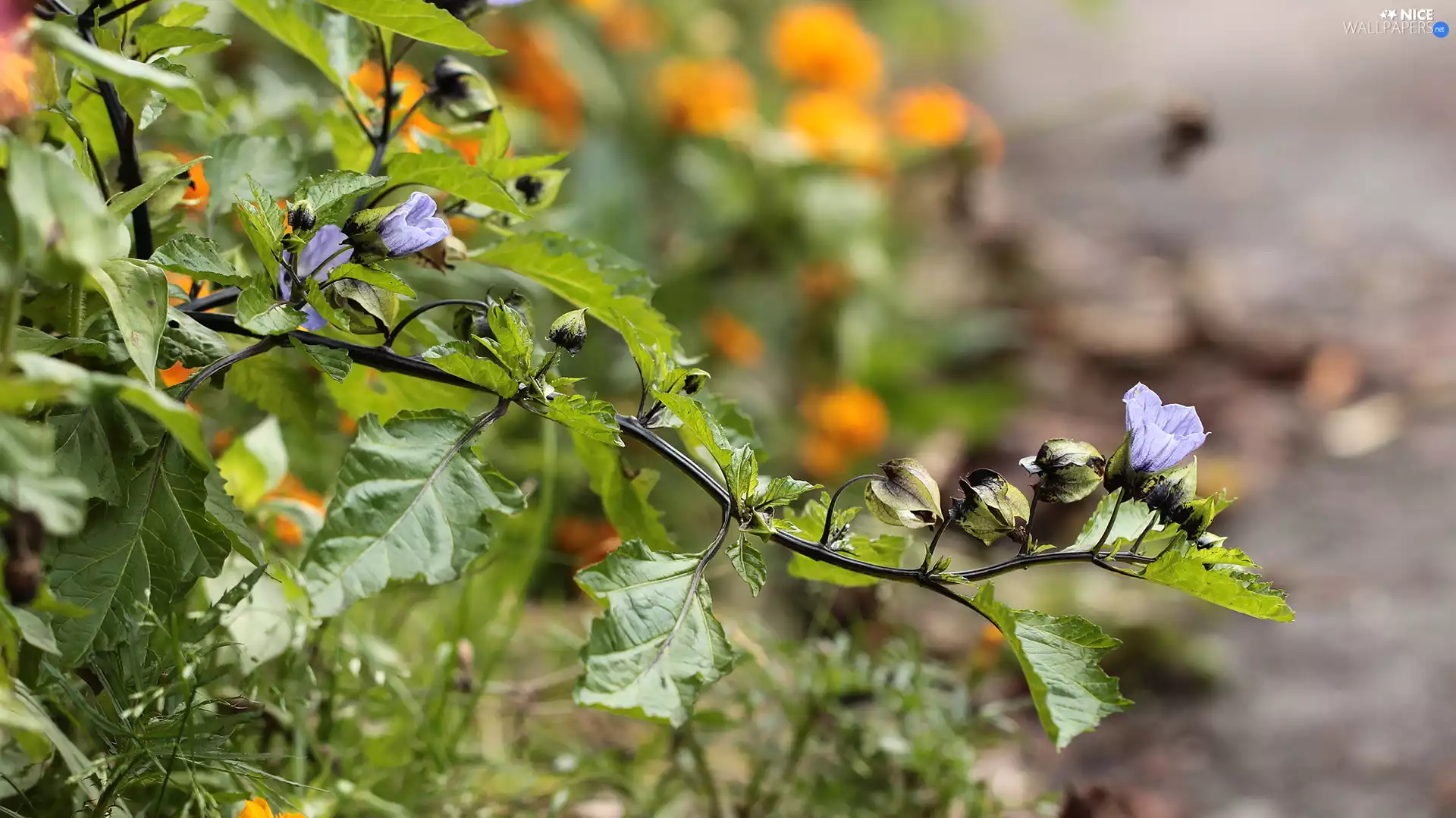 Apple-of-Peru, blue, Colourfull Flowers, plant