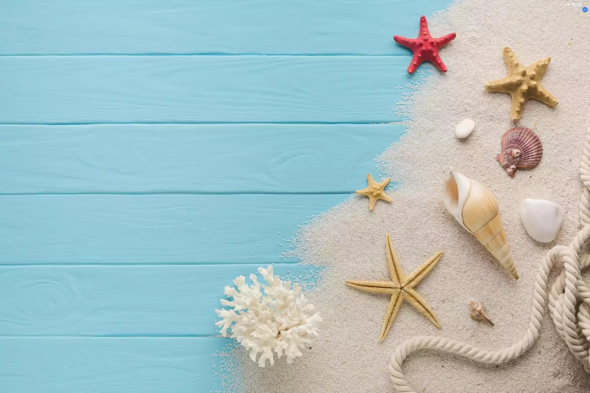 starfish, Sand, boarding, Blue, line, Shells