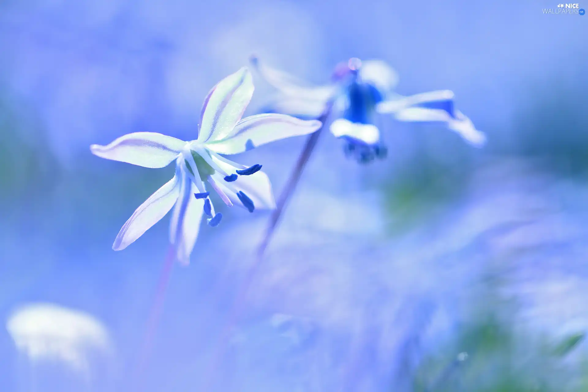 Colourfull Flowers, Siberian squill, blue