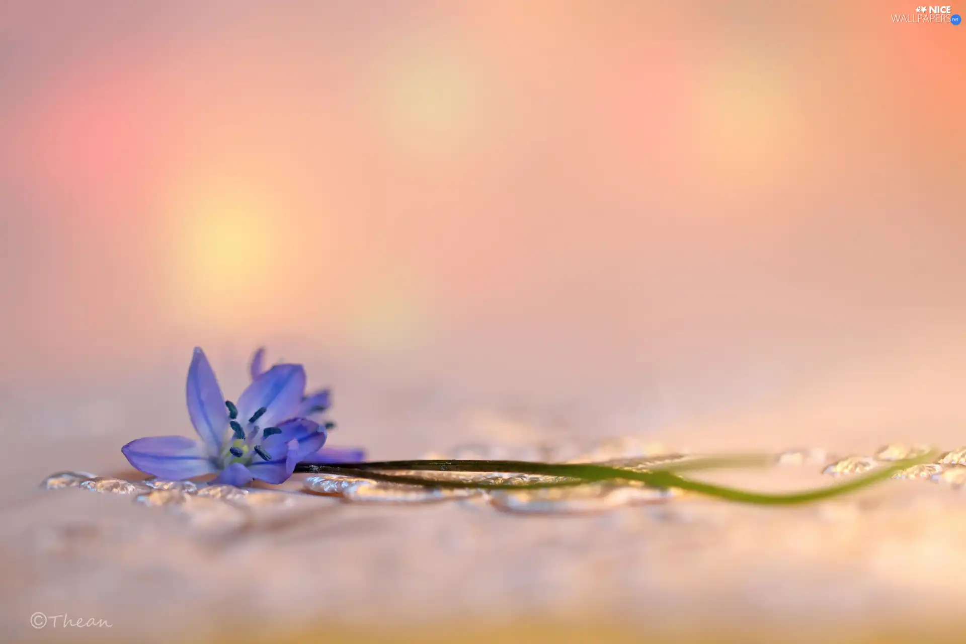 Colourfull Flowers, Siberian squill, blue