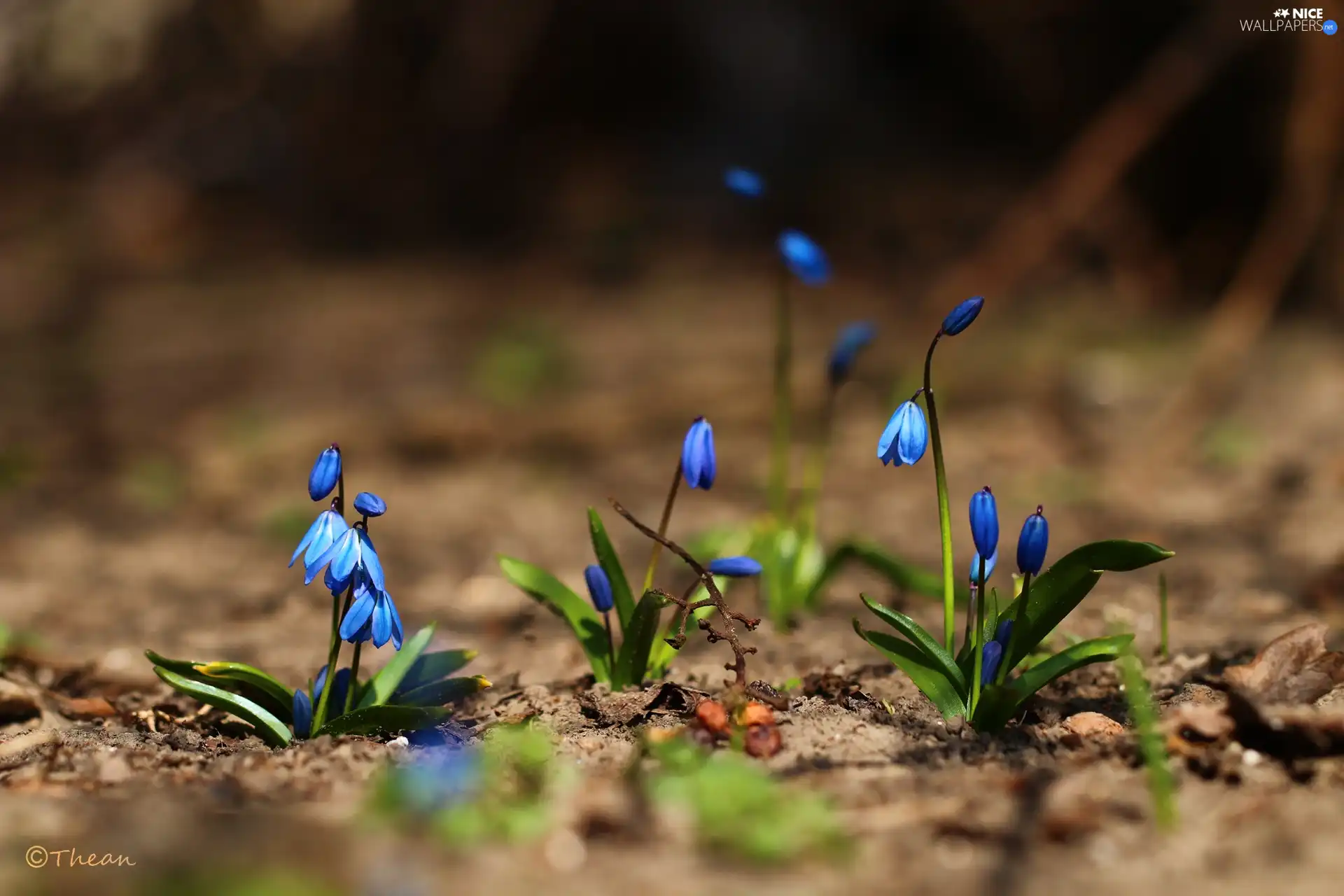 Flowers, Siberian squill, Blue
