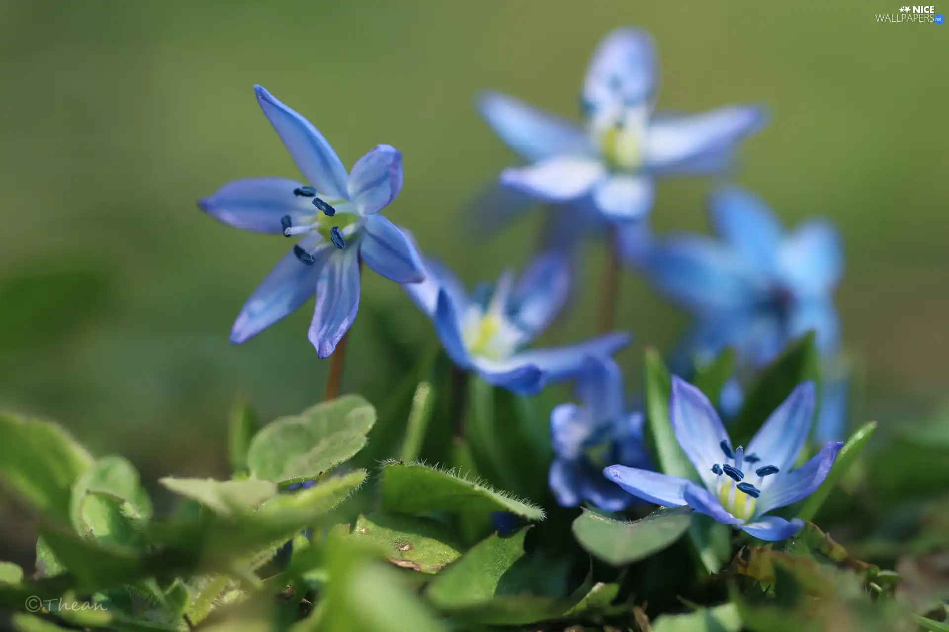 Flowers, Siberian squill, Blue