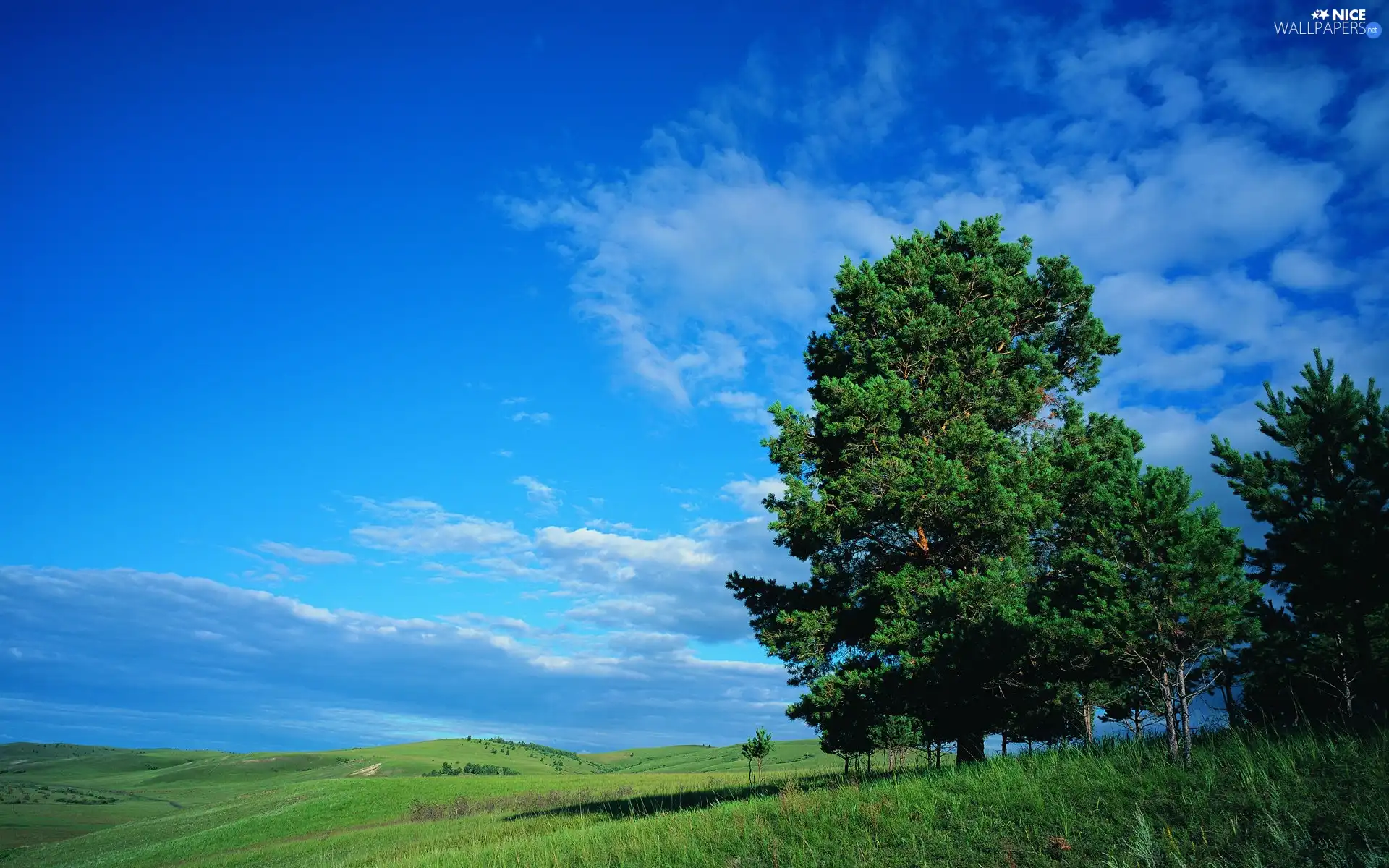 blue, Sky, viewes, clouds, trees