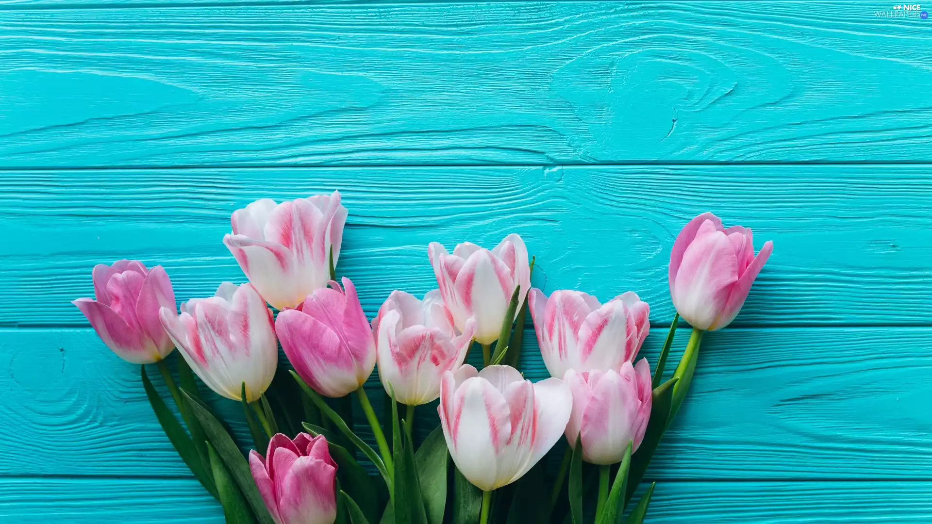 white and pink, Blue, boarding, Tulips