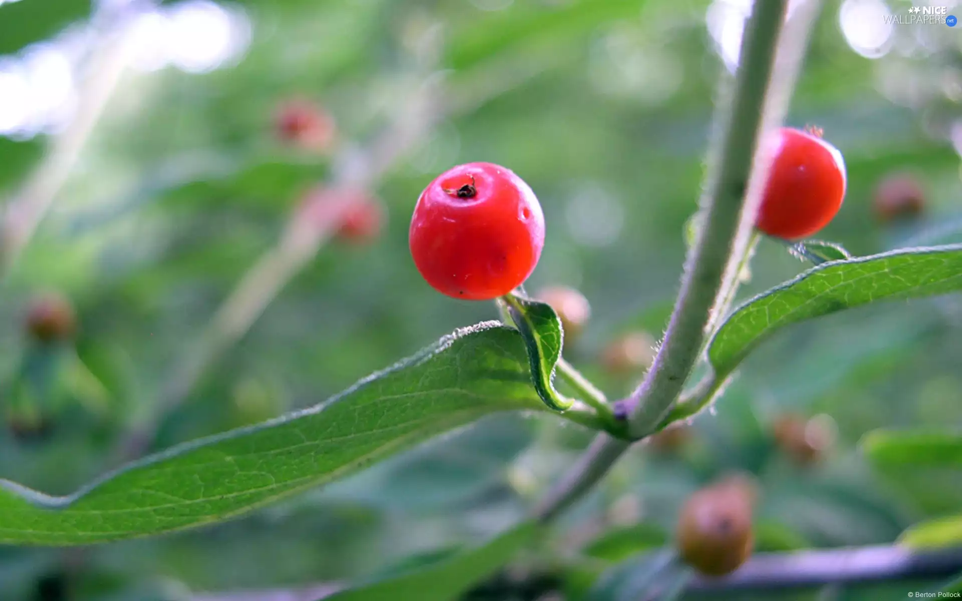 blueberries, honeysuckle