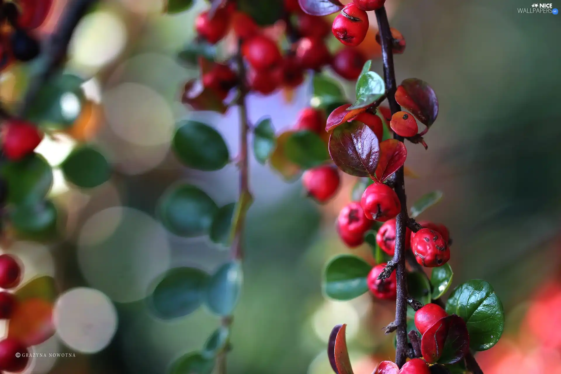 blueberries, Bush, Red