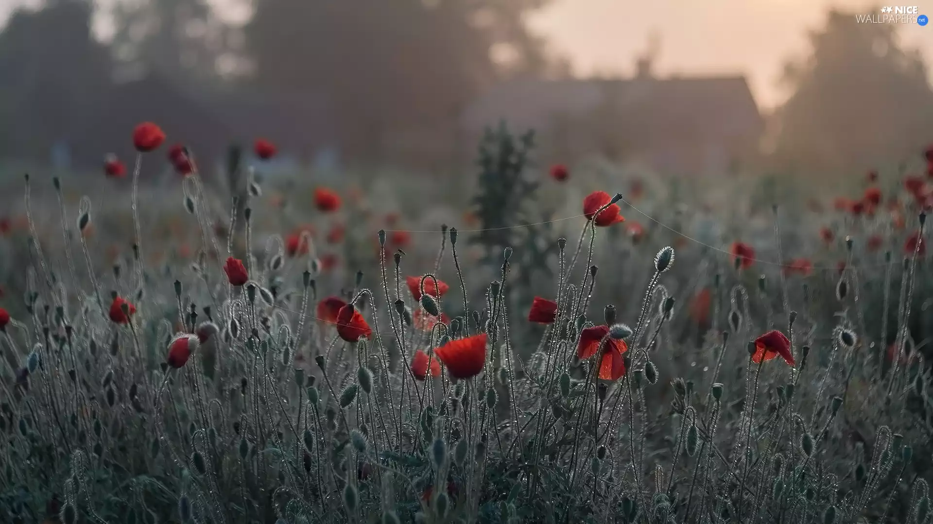 blur, papavers, Buds