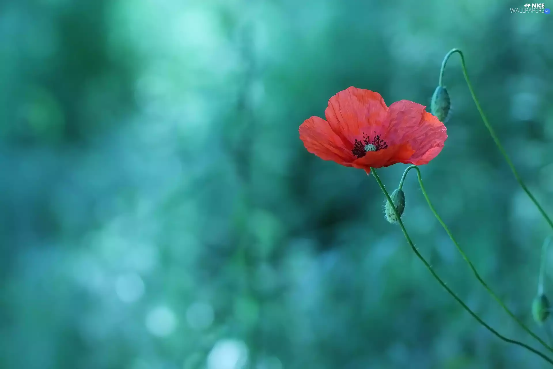 Buds, red weed, blur