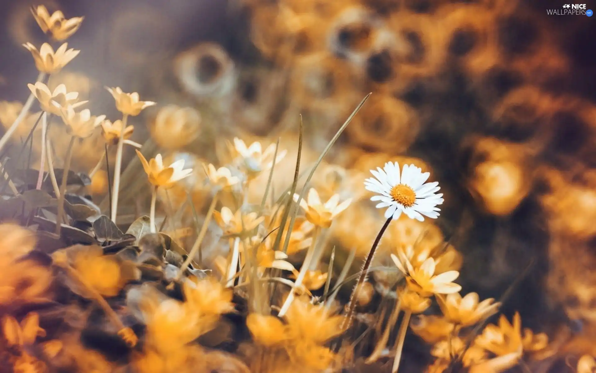 fig buttercup, daisies, blur