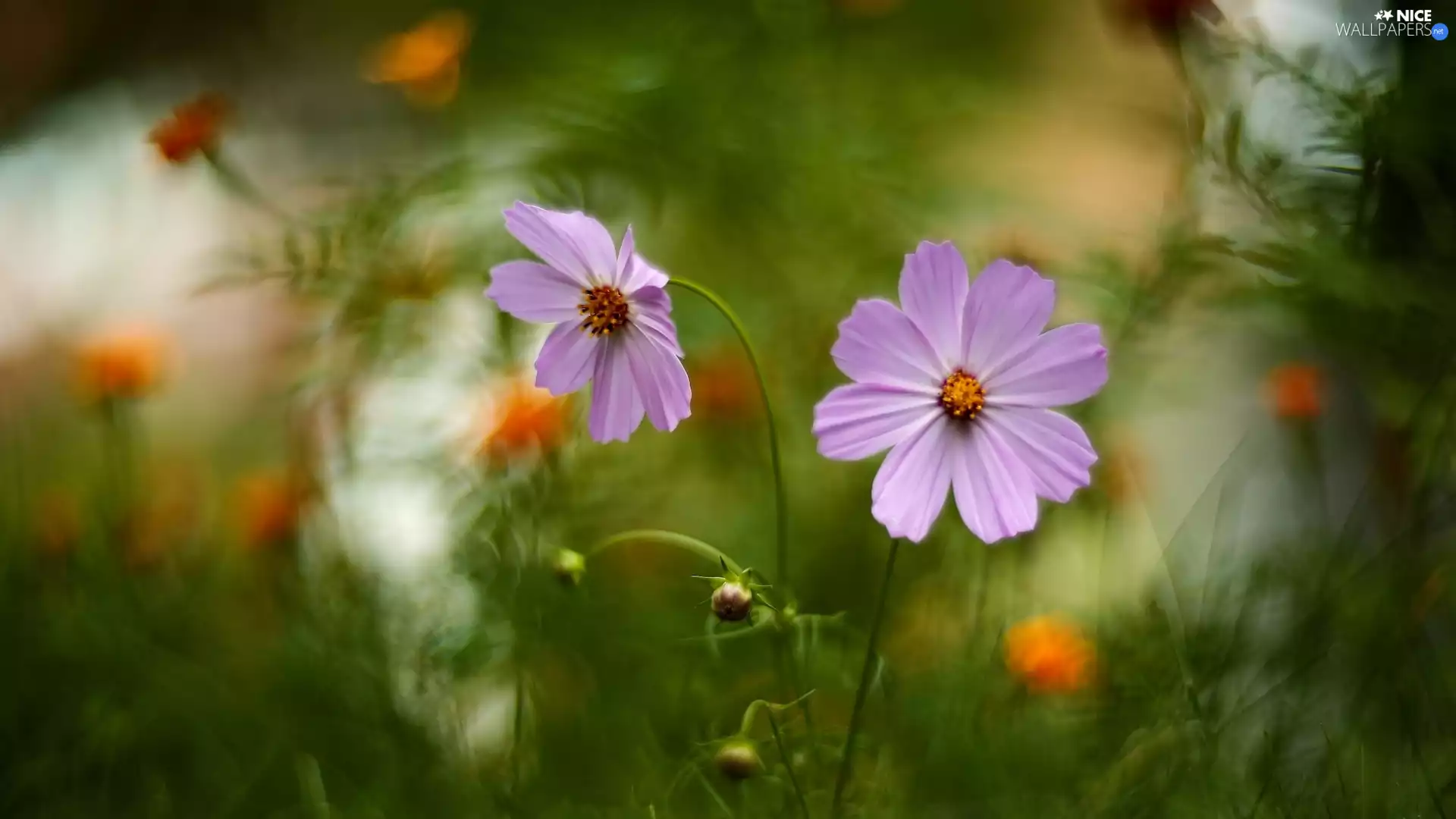 blur, Flowers, Cosmos