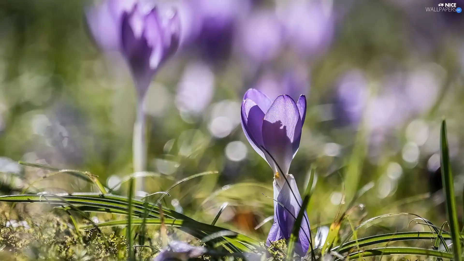 blur, Flowers, crocus