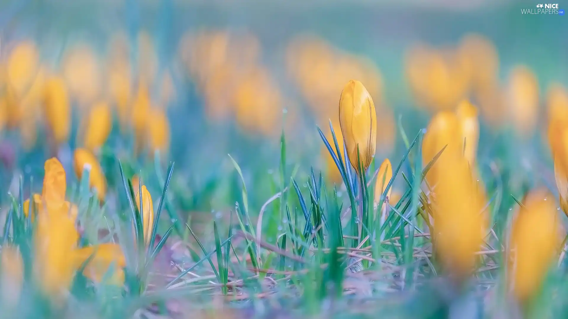 blur, Flowers, crocuses