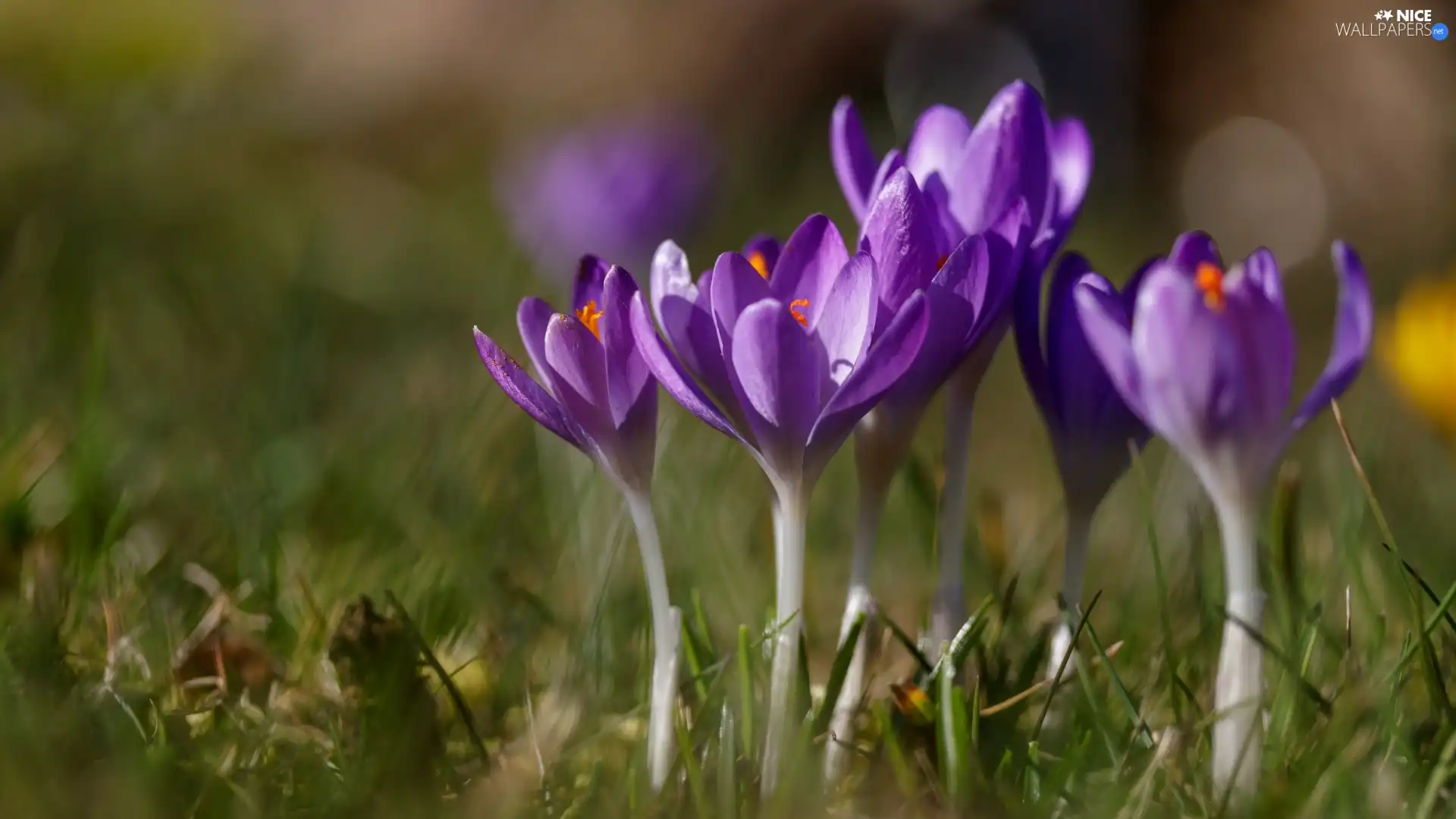 blur, purple, crocuses