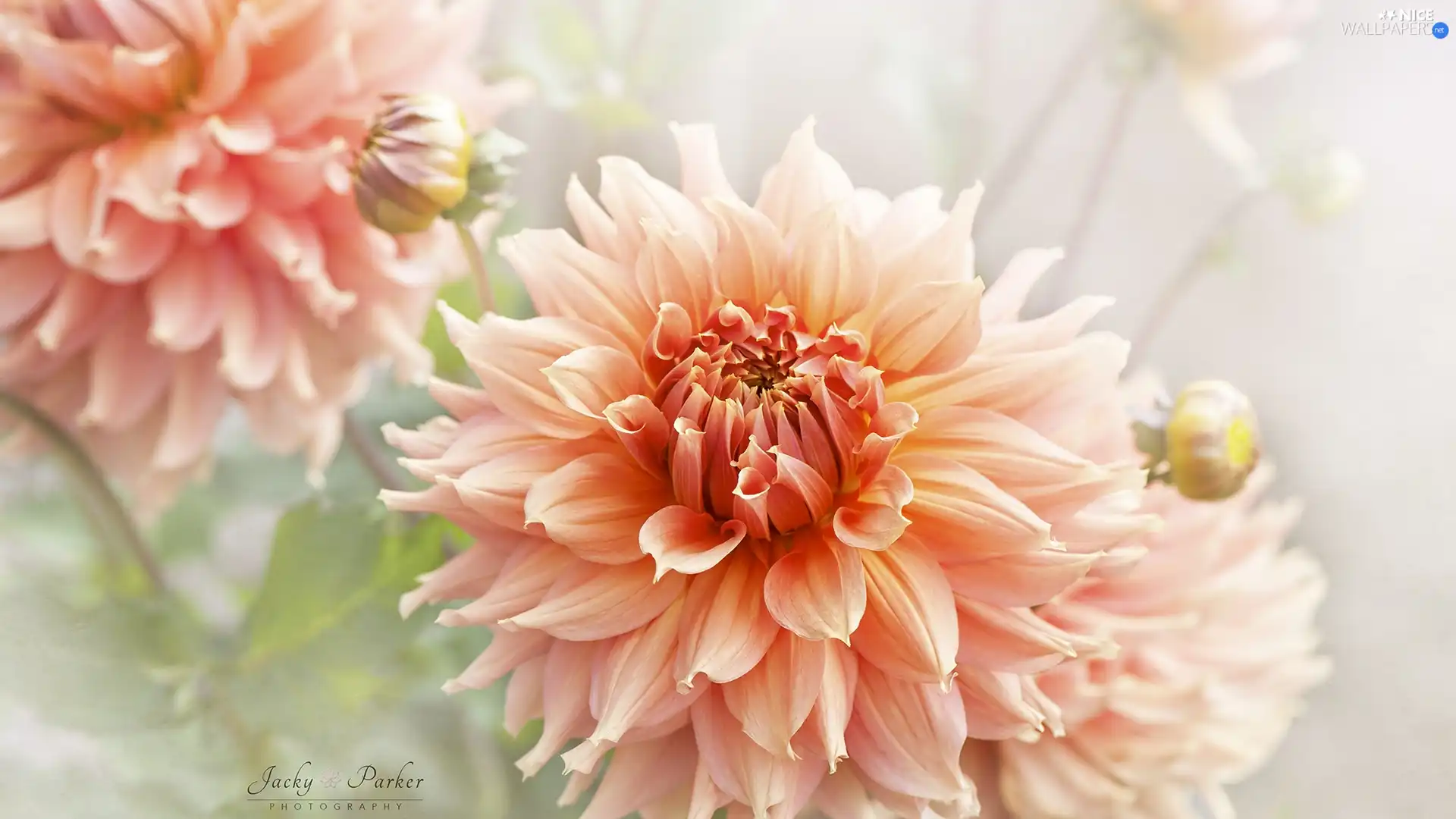 blur, Flowers, dahlias