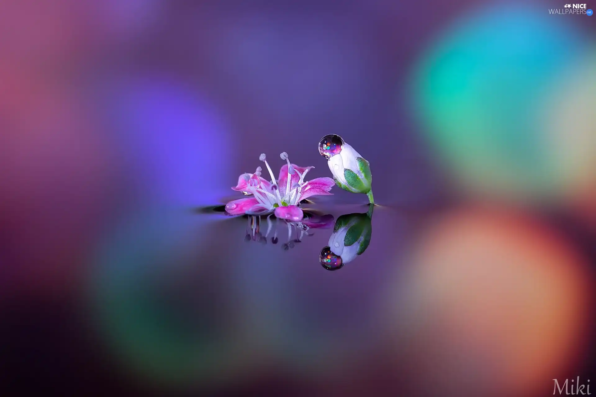 blur, Flowers, drops