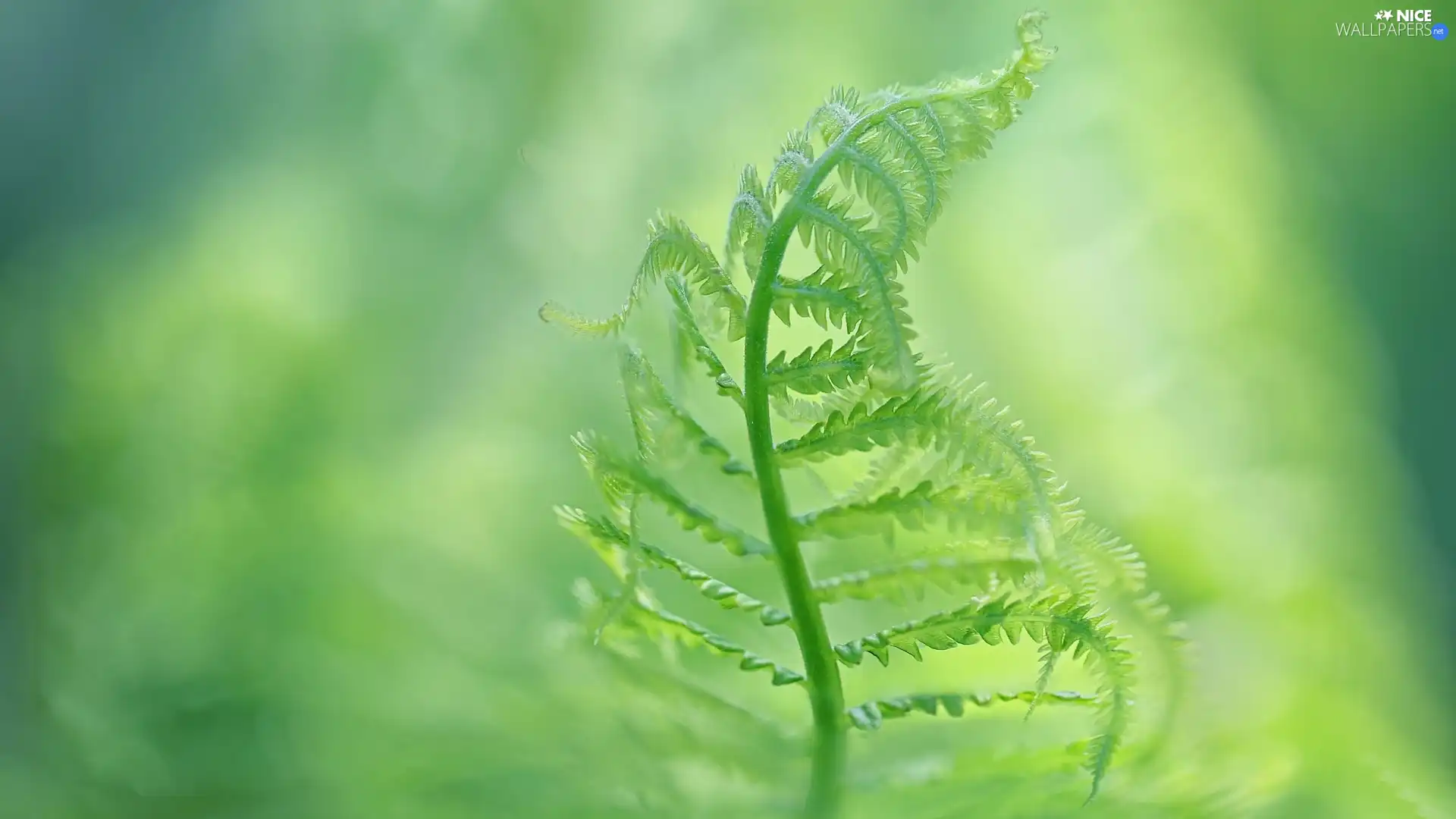 blur, leaf, Fern